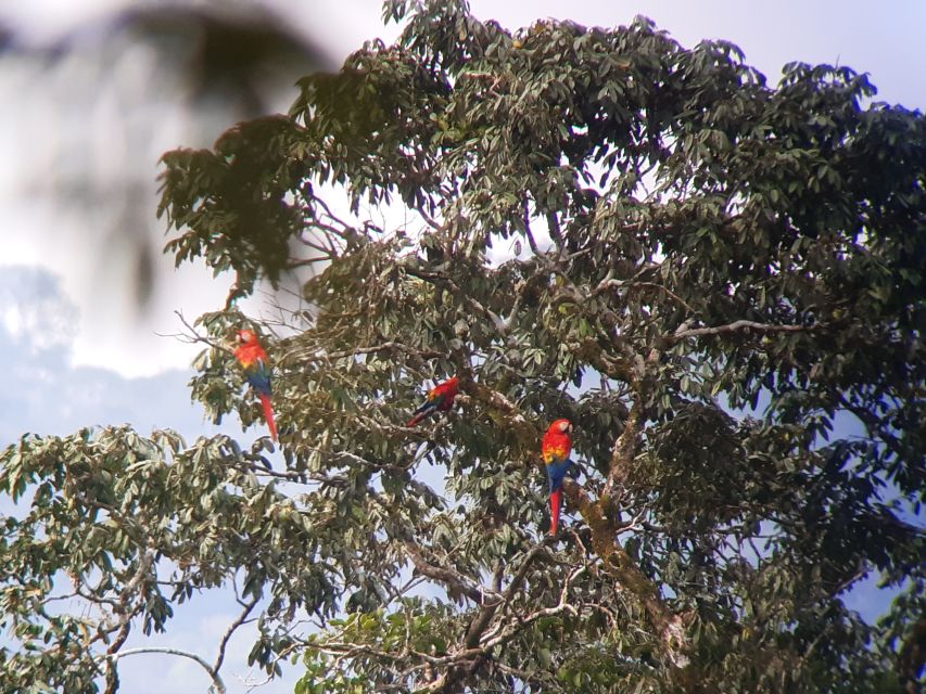 Rote Aras im Yasuni-Nationalpark