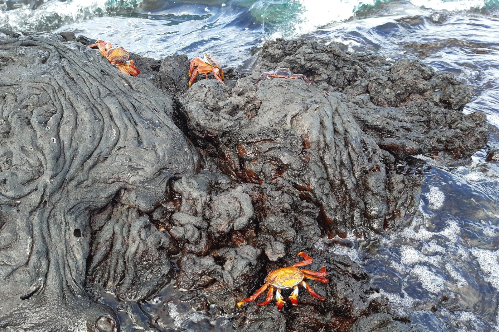 Die Farben von Galapagos – blaues Meer, schwarze Lava und rote Krabben