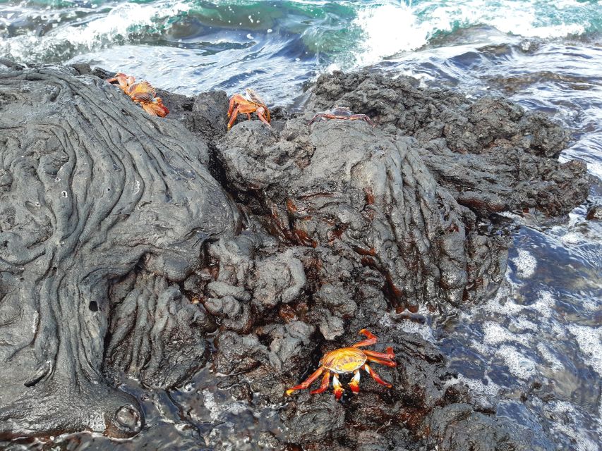 Die Farben von Galapagos - blaues Meer, schwarze Lava und rote Krabben
