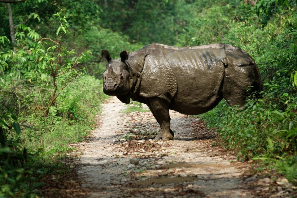 Neugieriges Nashorn im Chitwan-Nationalpark (UNESCO)