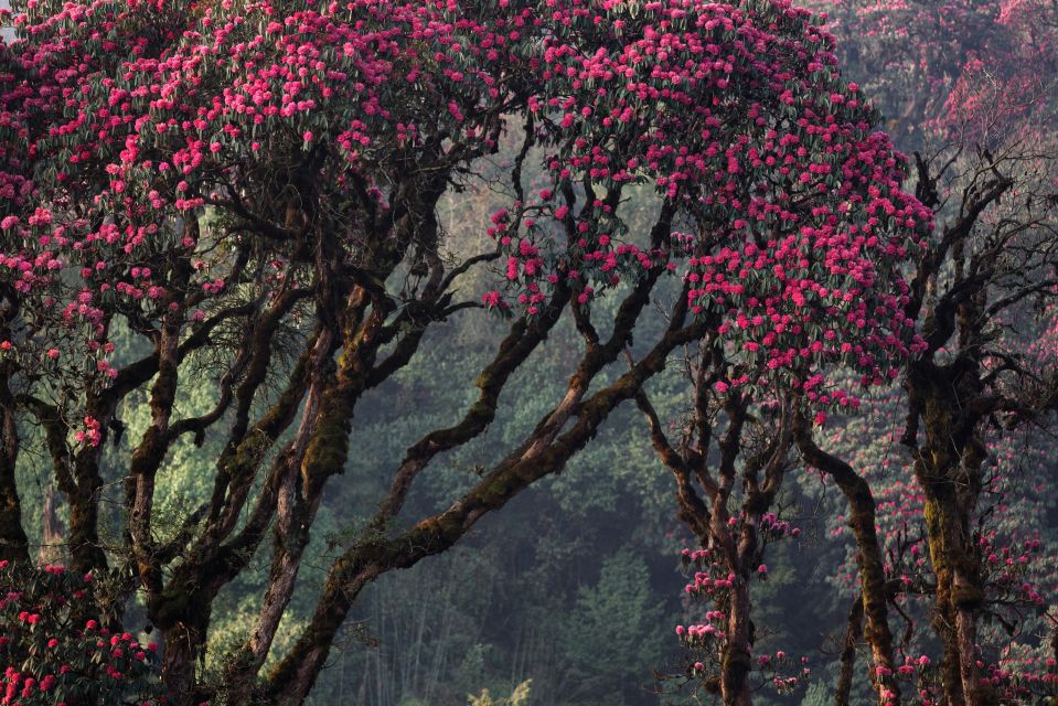 Rhododendron-Blüte in Nepal in der Annapurna-Region