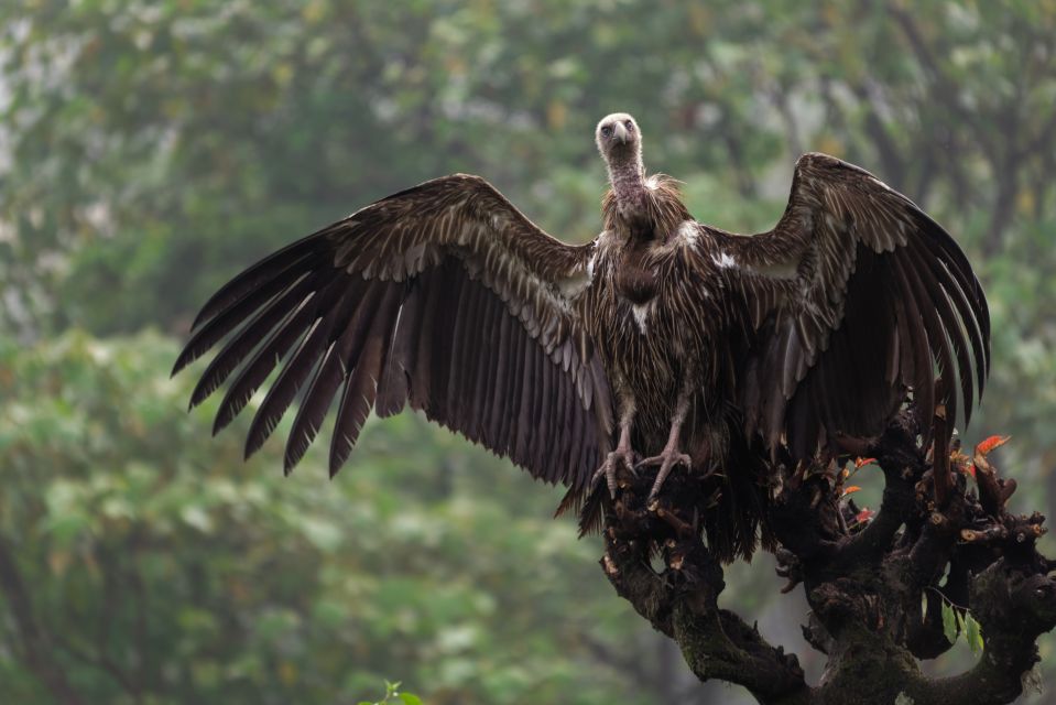 Nepals wilde Vogelwelt im Chitwan-Nationalpark (UNESCO)