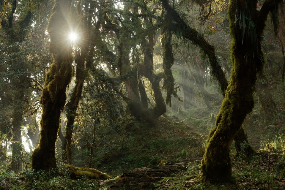 Moosbehangene Wälder der Annapurna-Region im magischen Licht