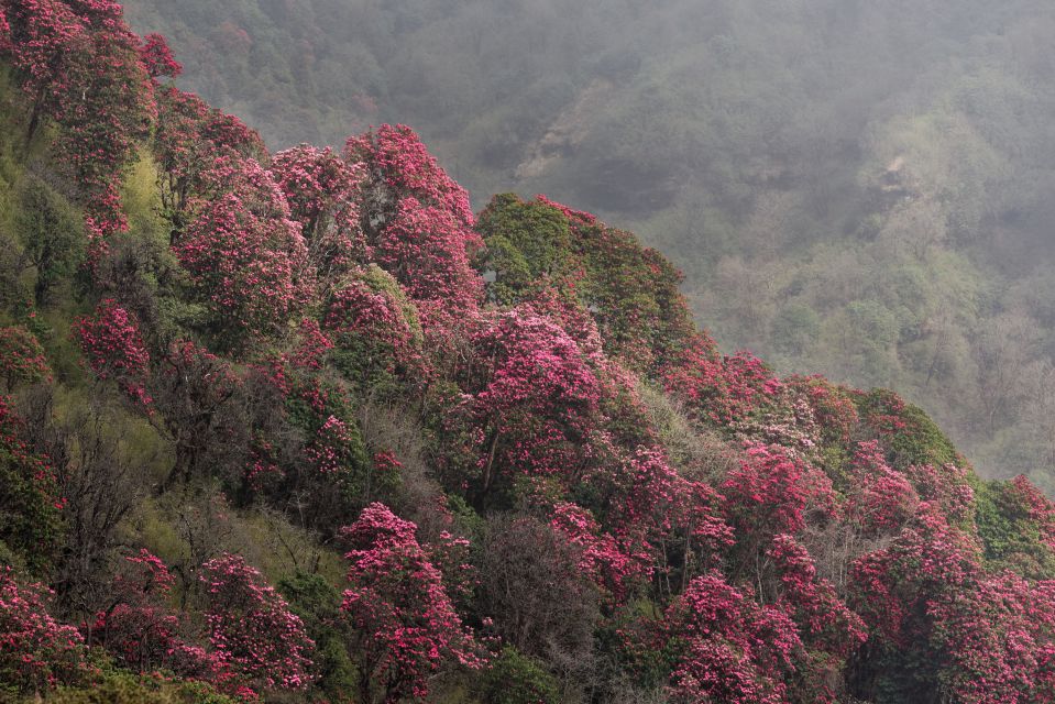 Üppige Rhododendron-Blüte in Nepal
