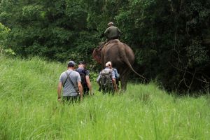 Elefantenwanderung im Dickicht des Chitwan-Nationalparks (UNESCO)