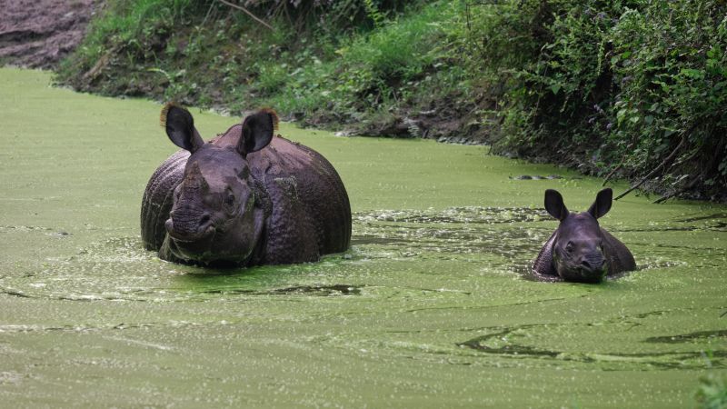 Kleine Nashorn-Familie im Chitwan-Nationalpark (UNESCO)