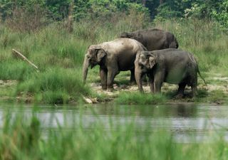 Elefanten-Trio im Chitwan-Nationalpark (UNESCO)