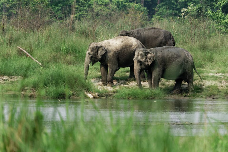 Elefanten-Trio im Chitwan-Nationalpark (UNESCO)