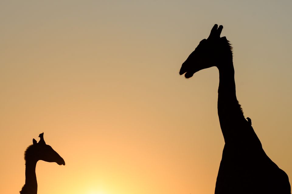 Sonnenuntergangs-Giraffen, Savuti