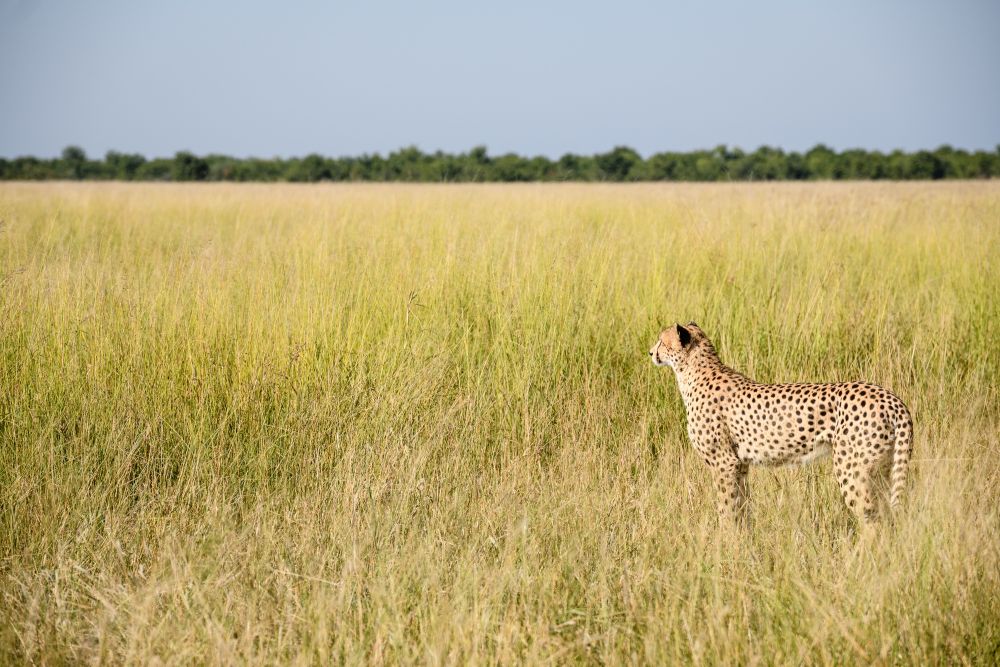 Potenzielle Beute fest im Blick: Gepard, Savuti 