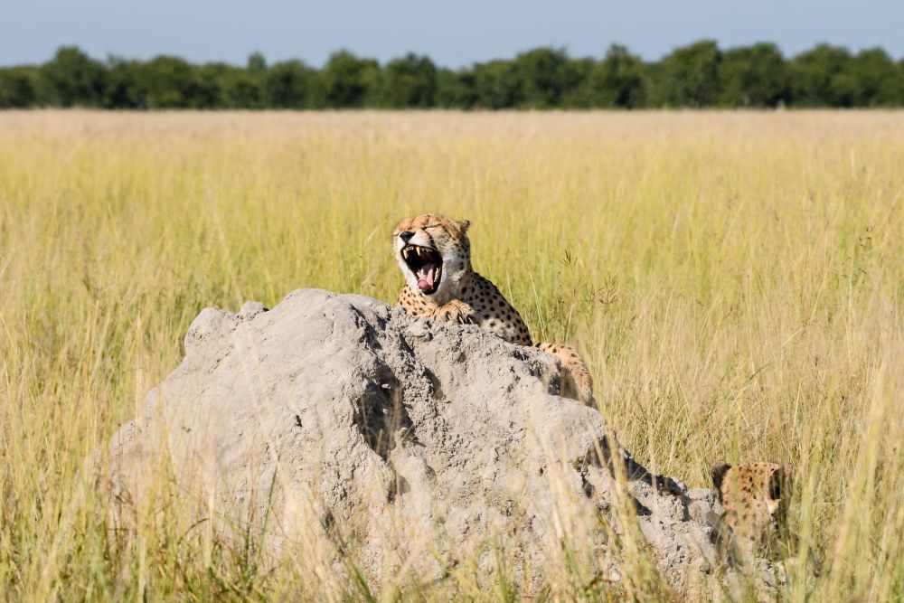 Termitenhügel als Aussichtsloge und Ruheplätzchen: Geparden in Savuti 