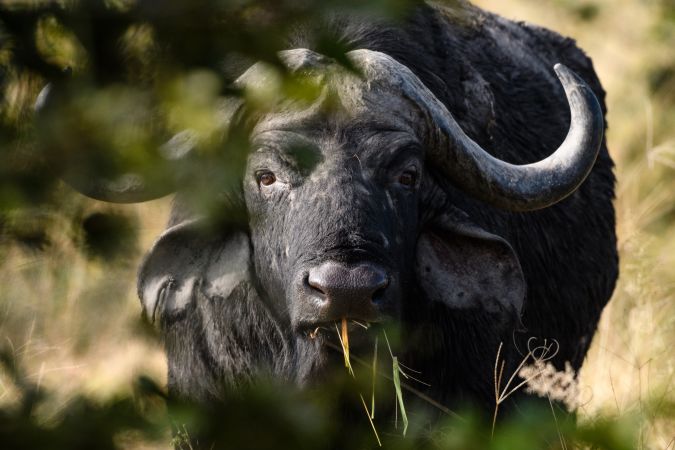 Unter kritischer Beobachtung durch einen Büffel, Khwai  © Diamir