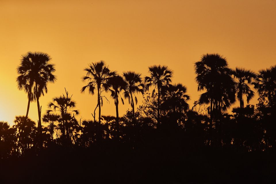 Lala Palmen im Abendlicht