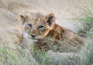 Drei Monate altes Löwenbaby, Khwai