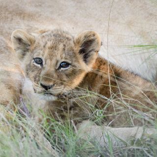 Drei Monate altes Löwenbaby, Khwai