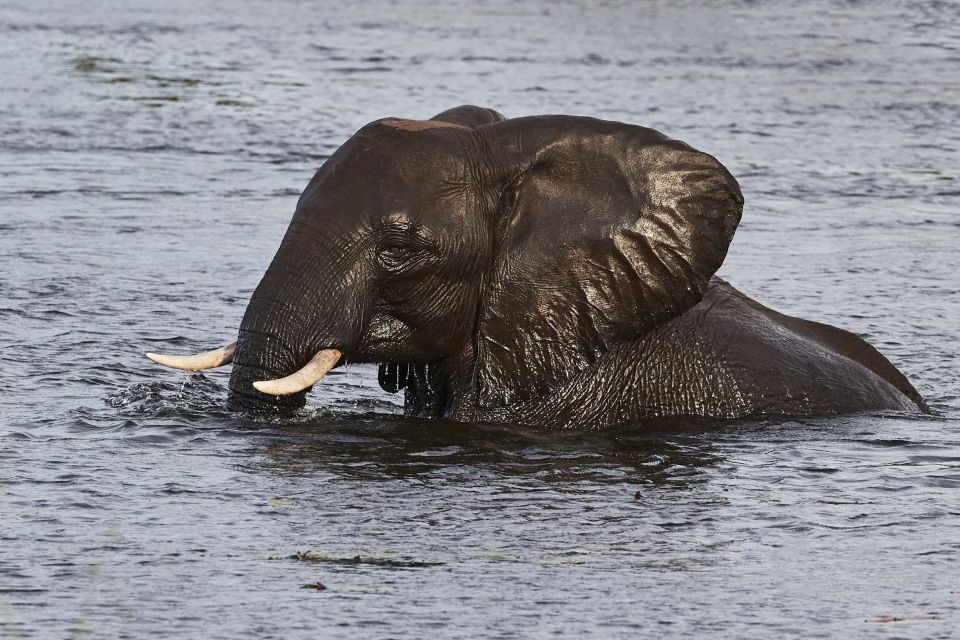 Elefant nimmt ein kühlendes Bad