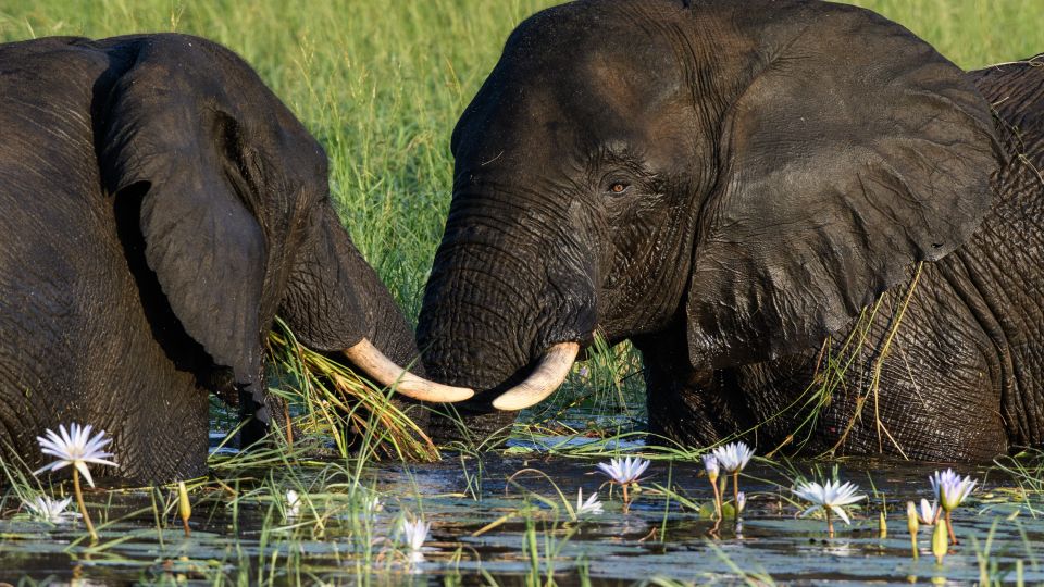 Kräftemessen zwischen Seerosen: Elefanten am Chobe River