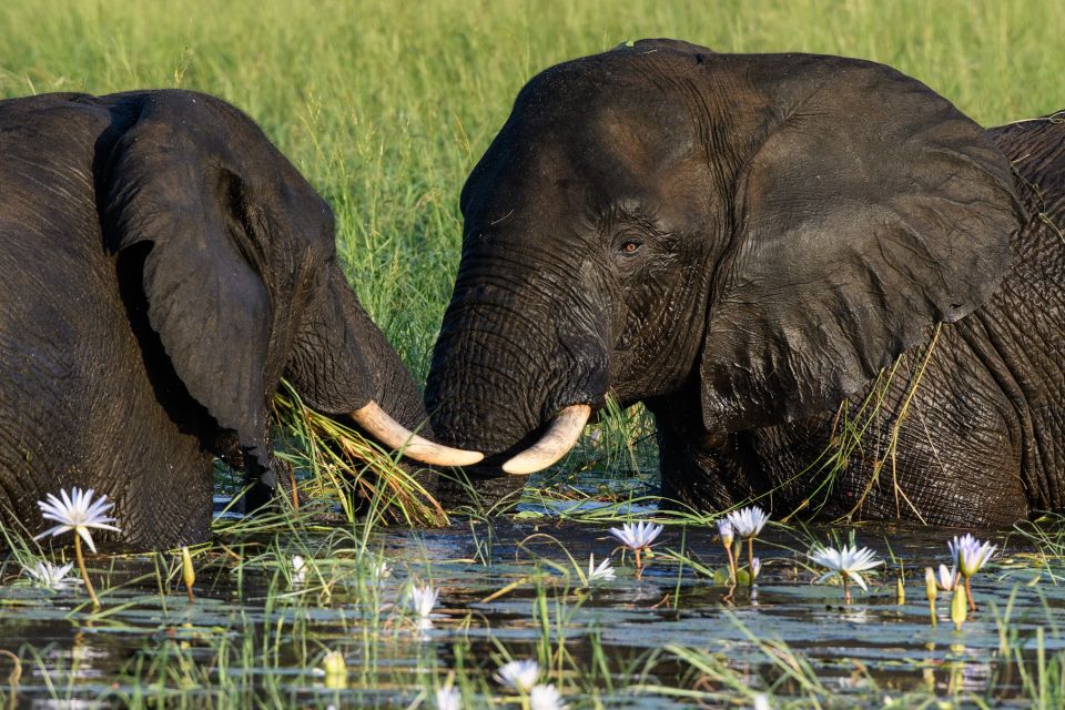 Kräftemessen zwischen Seerosen: Elefanten am Chobe River