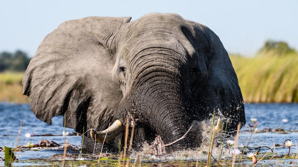 Entspannt bei der Seerosen-Ernte: Elefant in Moremi