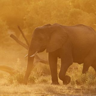 Elefantenkuh im goldenen Licht