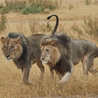 Löwenmännchen bleiben als Geschwister oft jahrelang zusammen