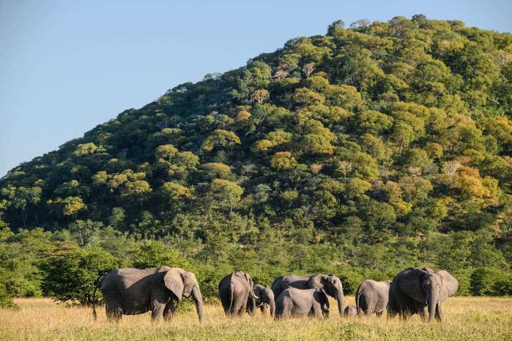Elefanten bei den Ghoha Hills, Savuti 