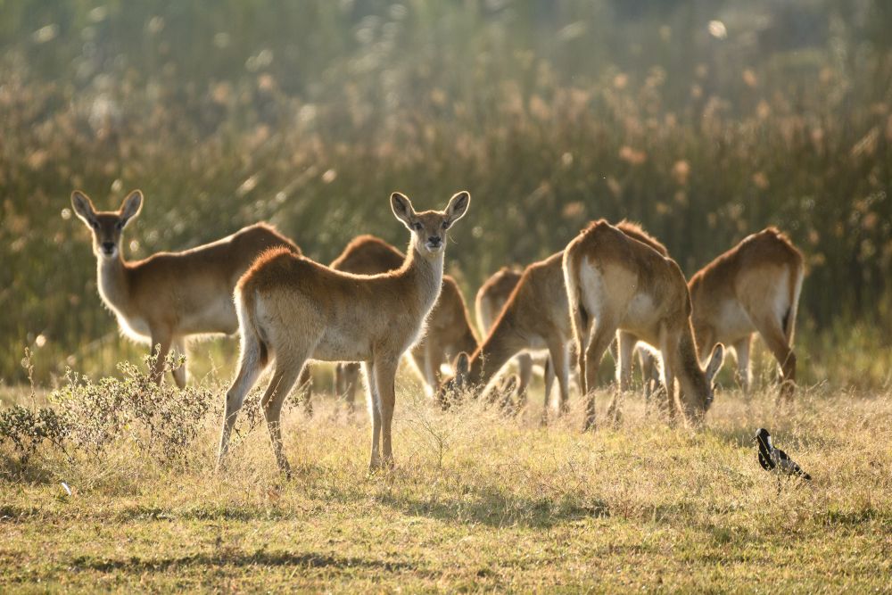 Aufmerksam, aber entspannt: Letschwe-Antilopen, Moremi 