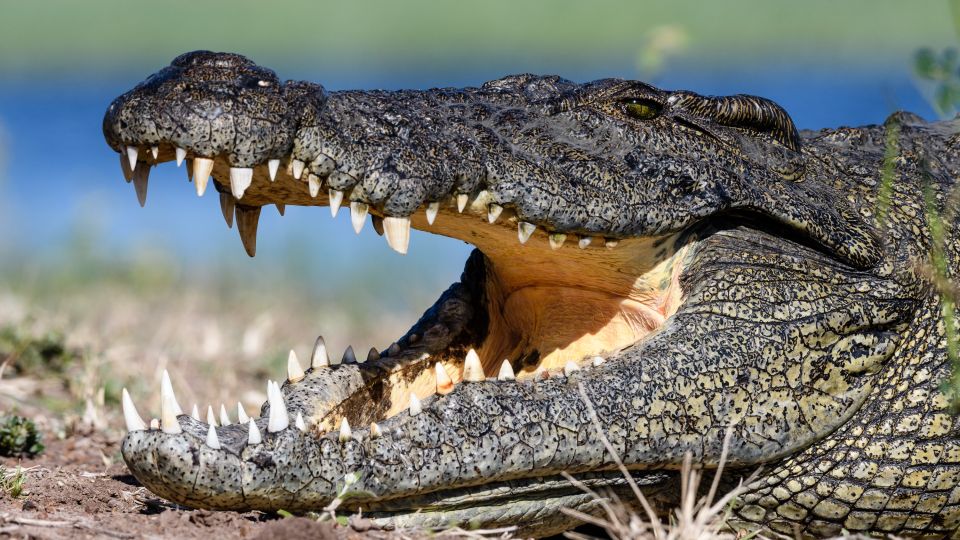 Krokodil bei der Temperaturregulierung, Chobe River