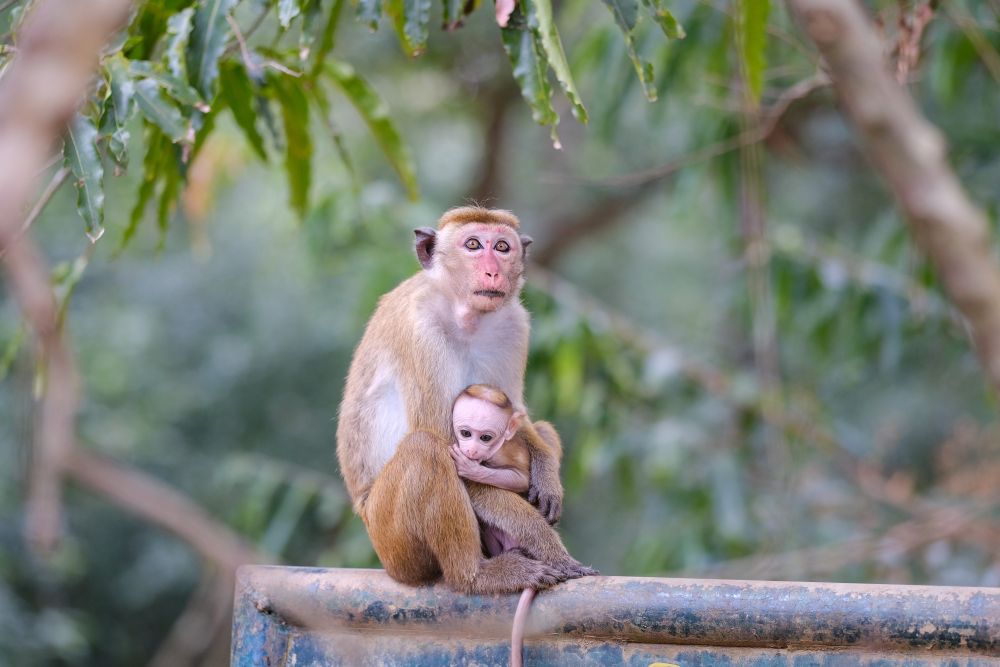 Affenmütter mit ihren Babies sieht man überall in Sri Lanka