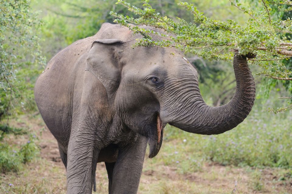 Elefant im Yala-Nationalpark