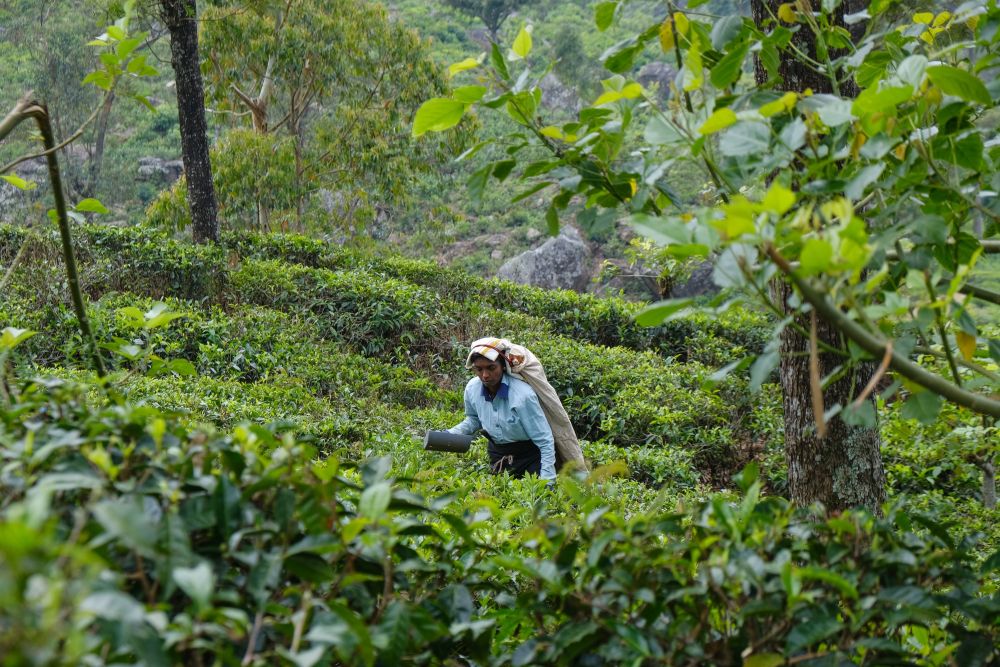 Teepflückerin auf einer Teeplantage im Bergland von Sri Lanka
