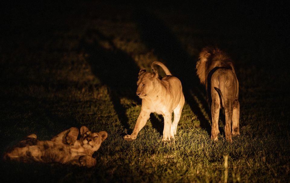 Löwen bei einer Nachtpirschfahrt