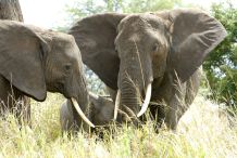 Pirschfahrt im Tarangire Nationalpark mit Elefanten
