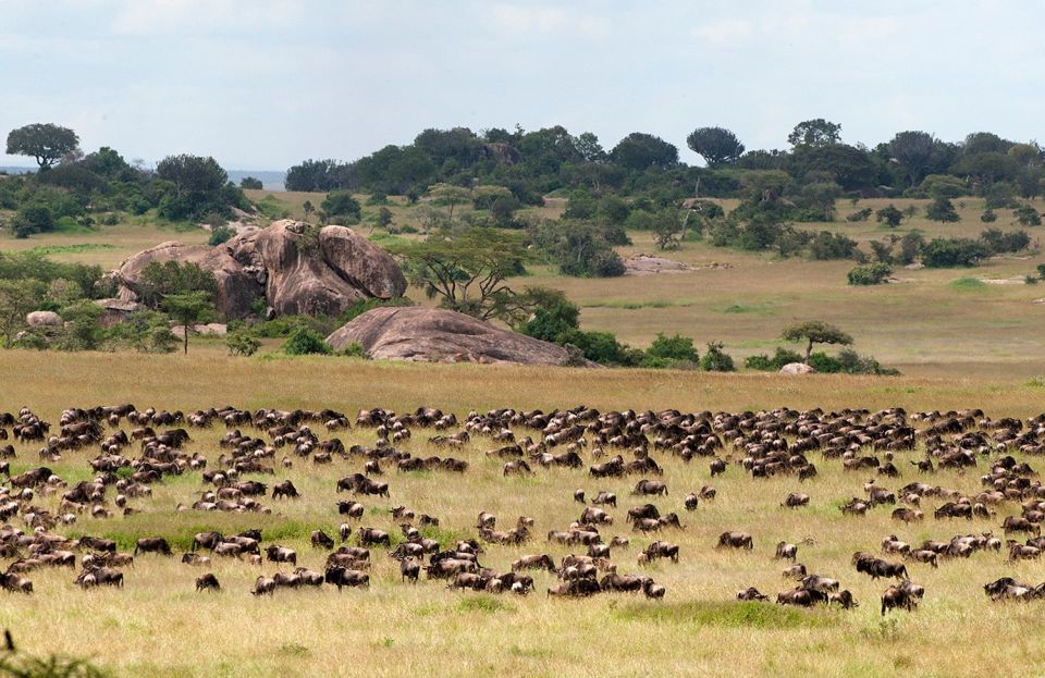 Die großen Herden in der Serengeti