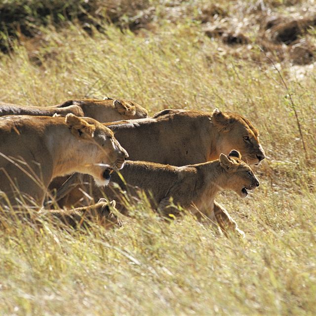 Löwenrudel in der Serengeti