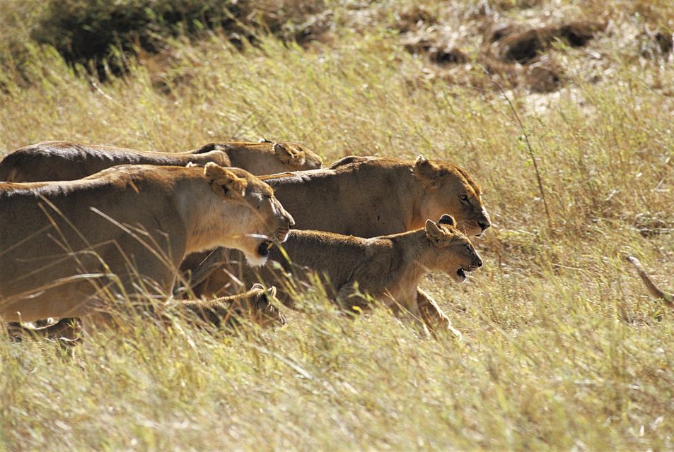 Löwenrudel in der Serengeti