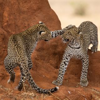 Spielende Leoparden