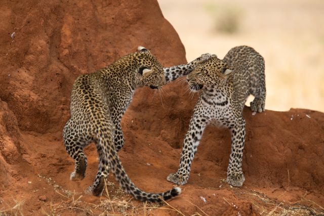 Spielende Leoparden