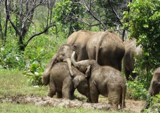 Elefanten Gruppe