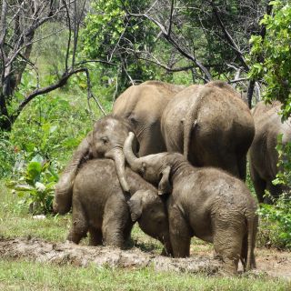 Elefanten Gruppe