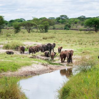 Pirschfahrt im Tarangire Nationalpark mit Elefanten