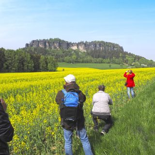 Saftig gelbes Rapsfeld vor dem Pfaffenstein und der Festung Königstein