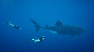 Schnorcheln mit Walhaien auf den Azoren