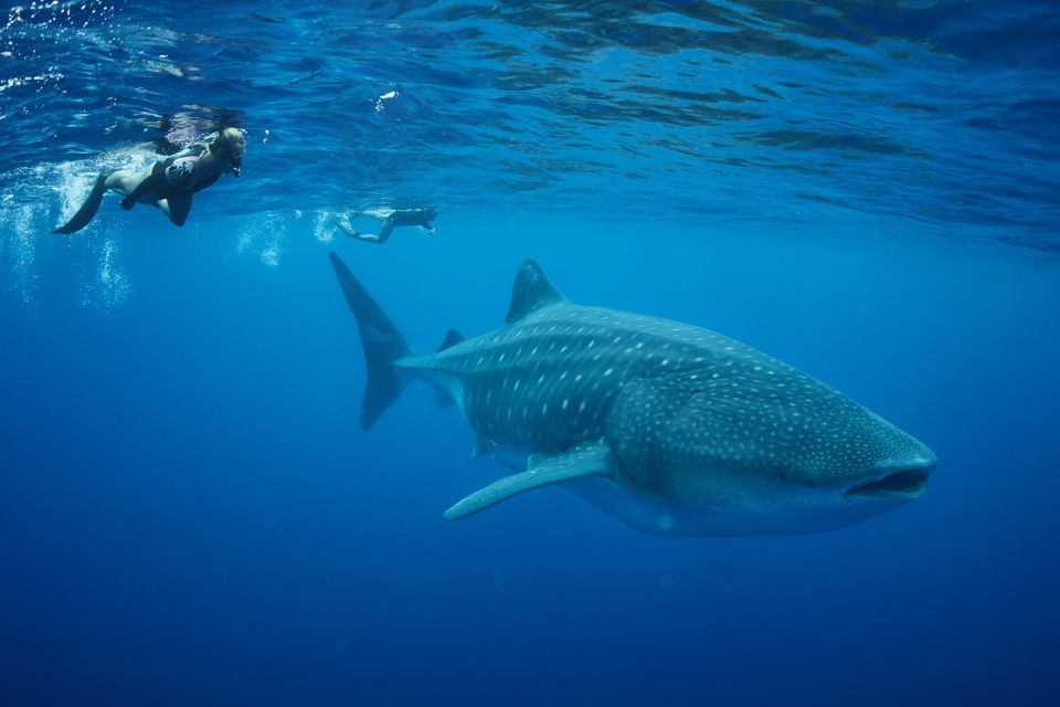 Schnorcheln mit Walhaien auf den Azoren