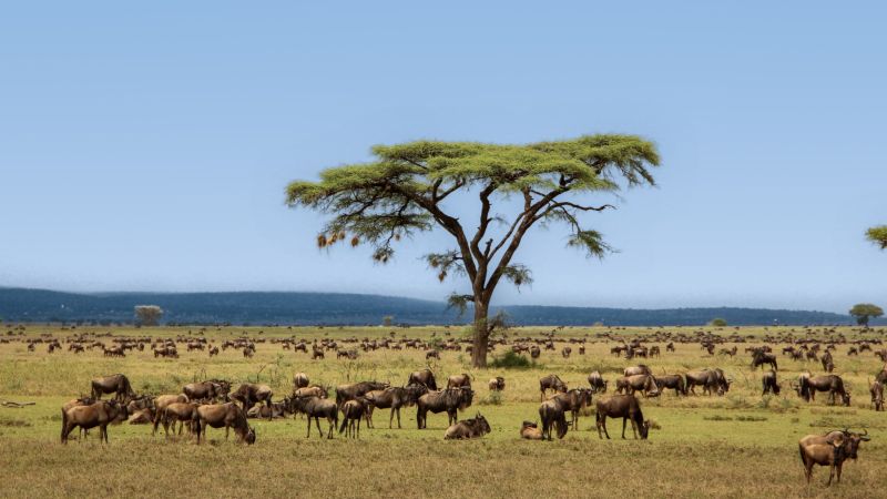 Große Gnuherden in der Serengeti