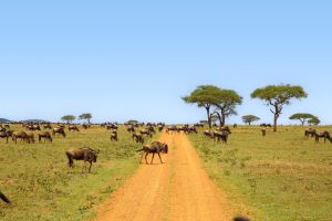Wandernde Gnuherden in der Serengeti