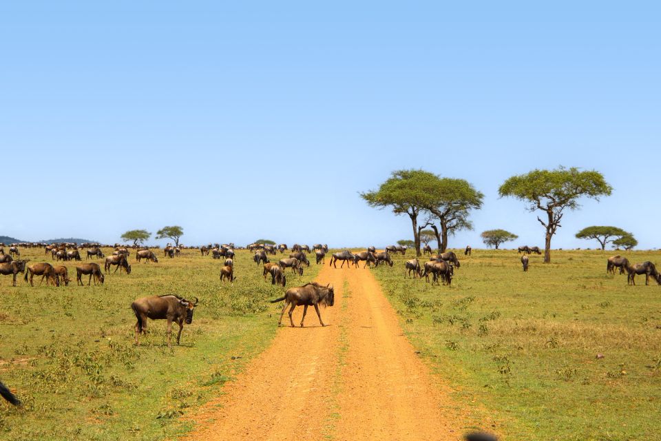 Große Gnuherden in der Serengeti