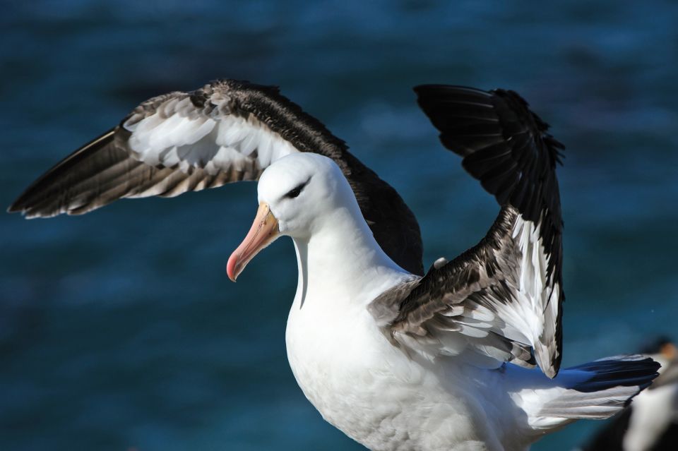 Albatros, bereit zum Abflug