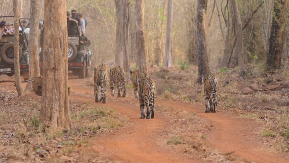 5 Bengal-Tiger unterwegs im Nationalpark in Indien