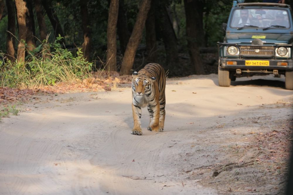 Bengal-Tiger im indischen Nationalpark